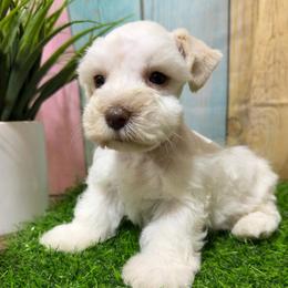 Silas - Parti male Miniature Schnauzer puppy in Lufkin, Texas from C&K’s Schnauzer House