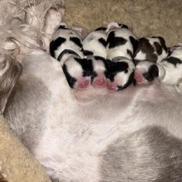 Shih Tzu puppies from Alki Stars Shih Tzu