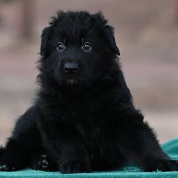 German Shepherd puppies from Vom Dortmunder German Shepherds
