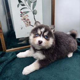 Biscuit - Blue male Pomsky puppy in Todd, North Carolina from Blue Ridge Pomsky