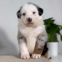 Berlim - Blue merle male Australian Shepherd puppy in Orlando, Florida from Skaky Shepherds
