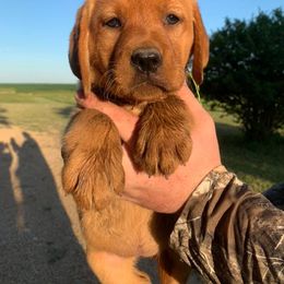 Labrador Retriever Puppies from Cactus Rose Labradors