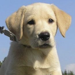 Labrador Retrievers from Anita Eisthen