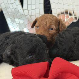 Poodle puppies from SilverLining highlands and hounds