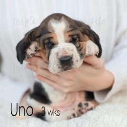 Uno - Black white and tan male Basset Hound puppy in Jefferson City, Missouri from Triple Hill Farm