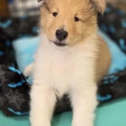 Collie Puppies from Curtain Call Collies