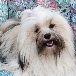 Evie - Havanese