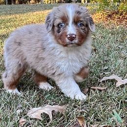 Michael - Red merle male Australian Shepherd puppy in Butler, Georgia from Aussies at Howling Hill Farm