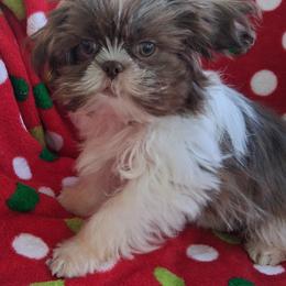 Prince - Chocolate and tan male Shih Tzu puppy in Sulpher Springs, Texas from Pams Precious Shih Tzus