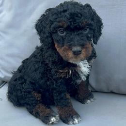 Boy 3 - Tri-color male Bernedoodle puppy in Los Angeles, California from Bernied00dle Love