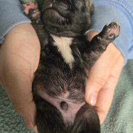 Boy 1 - Brindle male Pug puppy in Auburn, Kentucky from Prentice Family Pugs