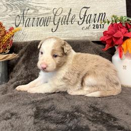 Dolly - White and red merle female Border Collie puppy in Moody, Texas from Narrow Gate Farm