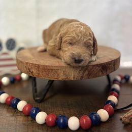 Freedom - Red  female Goldendoodle puppy in Gower, Missouri from Hillside Paws