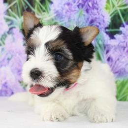 Jessica 4400 - Black tan and white female Biewer Terrier puppy in Ambrose, Georgia from Southern Star Biewer Terriers