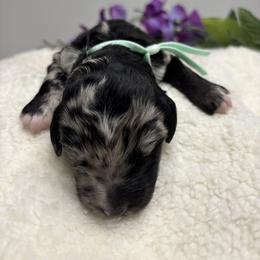 Bernedoodle, Goldendoodle, and Poodle Puppies from Poodle and Doodle Haven