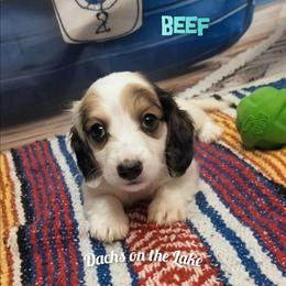 Beef - Piebald male Dachshund puppy in Grove, Oklahoma from Dachs on the lake