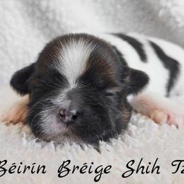 AKC Tri-Color Female - Tricolor female Shih Tzu puppy in Las Vegas, Nevada from Beirin Breige Shih Tzus