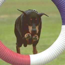 Doberman Pinschers from Notori Dobermans