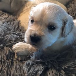 Golden Retriever Puppies from Gilded Golden retrievers