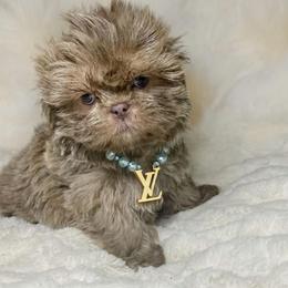 Boy 1 - male Shih Tzu puppy in Riverside, California from Be Dazzled Shihtzu