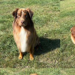 Australian Shepherds from Hall-N-Auss Australian shepherds