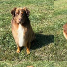 Australian Shepherds from Hall-N-Auss Australian shepherds