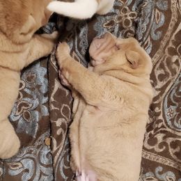 Chinese Shar-Pei Puppies from JoShel’s Silver Lined Wrinkles and Tails