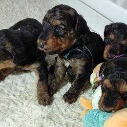 Four - Black and tan male Airedale Terrier puppy in Virginia from JOVAL Kennel