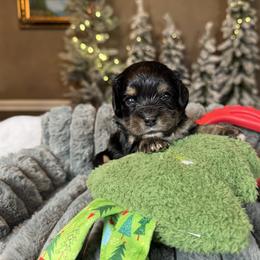 Cavalon Midnight - Black and tan female Companion Cross puppy in Boardman, Ohio from Taliaferro Kennel