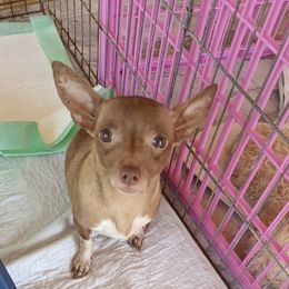 Lucy - Chihuahua
