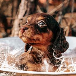 Boy 4 - Chocolate and tan male Dachshund puppy in Cleveland, Alabama from Doxieland Delight