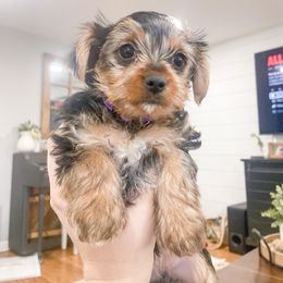 Yorkshire Terrier Puppies from Elaine’s Pup Co.
