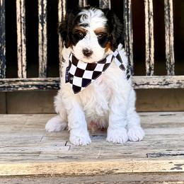 Mario- red collar male - Tri-color male Bernedoodle puppy in Salt Lake County, Utah from Coco Avenue Pups