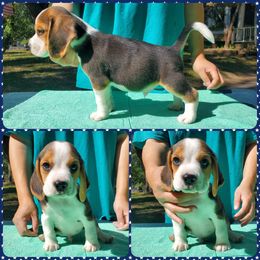 Beagle, Cardigan Welsh Corgi, and Pembroke Welsh Corgi Puppies from SM Corgis LLC