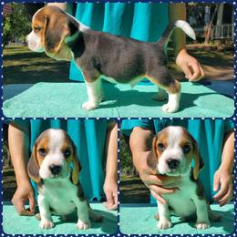 Beagle, Cardigan Welsh Corgi, and Pembroke Welsh Corgi Puppies from SM Corgis LLC