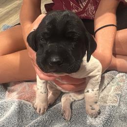 Light pink - Black and white female German Shorthaired Pointer puppy in Biloxi, Mississippi from Burch legacy kennels