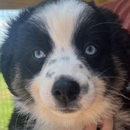 Teal - Black Australian Shepherd puppy in Guthrie, Oklahoma from Robertson’s Aussies
