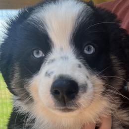 Teal - Black Australian Shepherd puppy in Guthrie, Oklahoma from Robertson’s Aussies