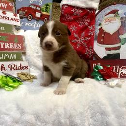 Border Collie and Jack Russell Terrier Puppies from CP FARMS BORDER COLLIES N JACKS CORP