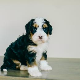 Basil - Tri-color female Bernedoodle puppy in Spanish Fork, Utah from K Brand Doodles