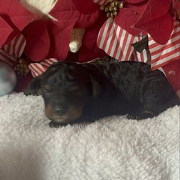 AKC Boon - Phantom male Poodle puppy in Elgin, South Carolina from Silver Bells Paw Prints