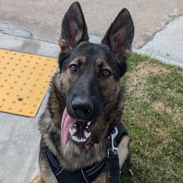 Gamora - German Shepherd