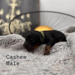 Cashew - Phantom male Bernedoodle puppy in Ocala, Florida from Bernedoodles of Florida