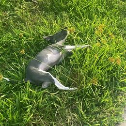 Italian Greyhound Puppies from Fisher Link