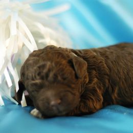Lagotto Romagnolo Puppies from Morena