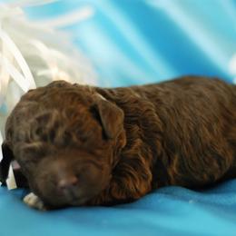 Lagotto Romagnolo Puppies from Morena