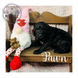 Pawn - Black female Bernedoodle puppy in Belleville, Michigan from Moose Tracks Bernedoodles
