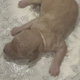 Adora - Apricot female Poodle puppy in Mobile, Alabama from Semmy’s Standard Poodle LLC