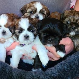 Shih Tzus from SoCal Shih Tzu GT-R