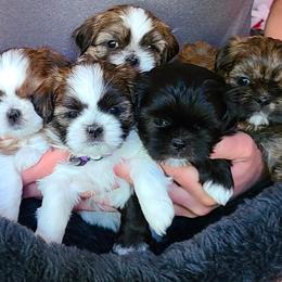 Shih Tzus from SoCal Shih Tzu GT-R